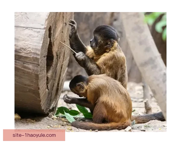 恒势7-3宇宙之猩：探秘宇宙深处的神秘猩猩文明与未知力量